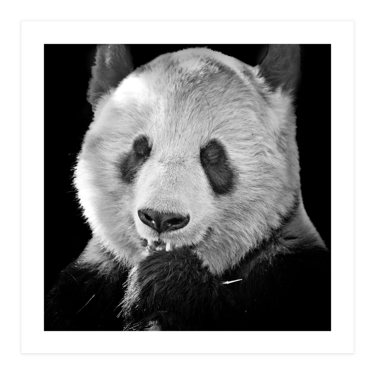 Great Panda (Print Only)