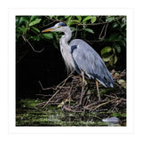 Heron (Print Only) thumbnail