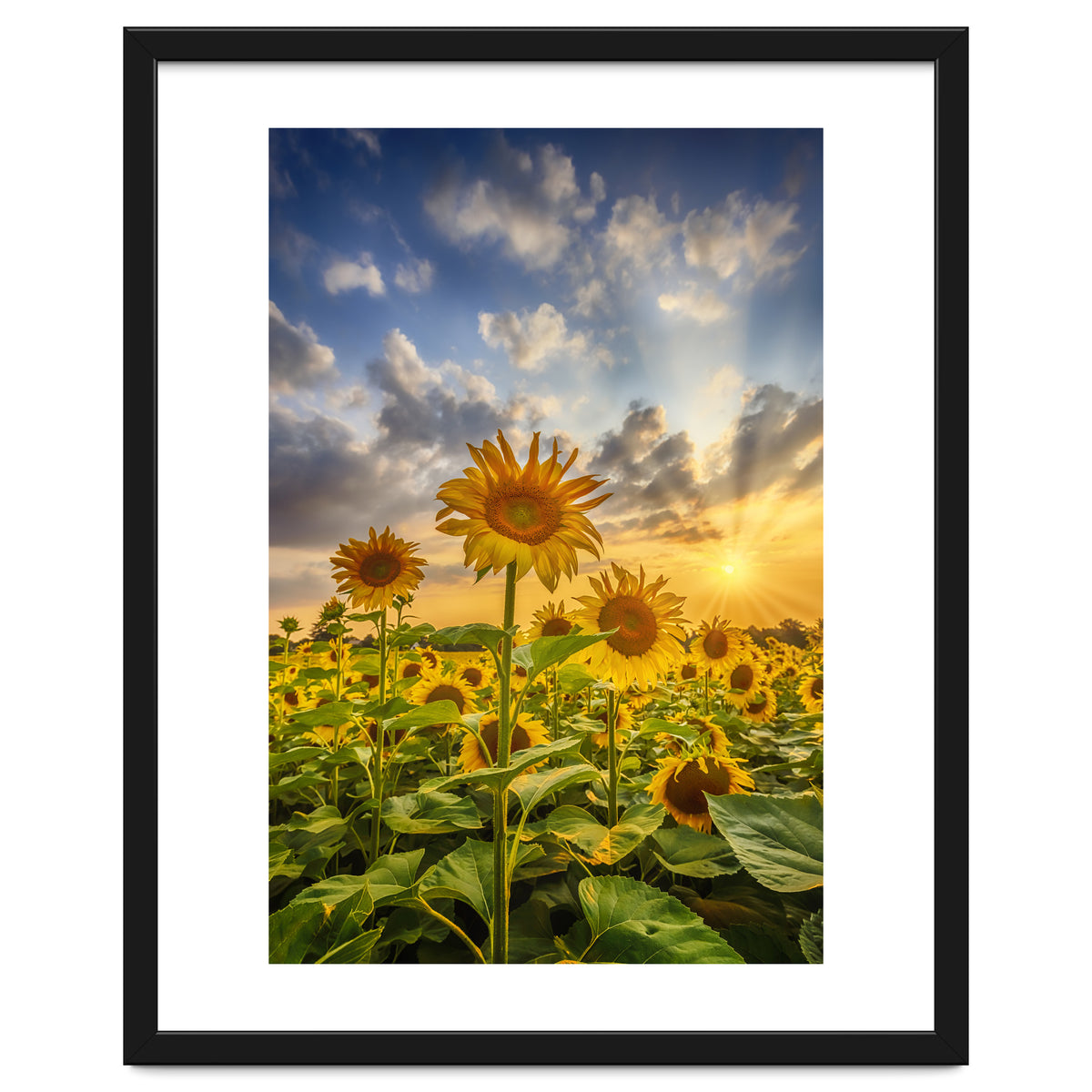 Sunset with beautiful sunflowers