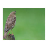 Watching the rain (Print Only) thumbnail