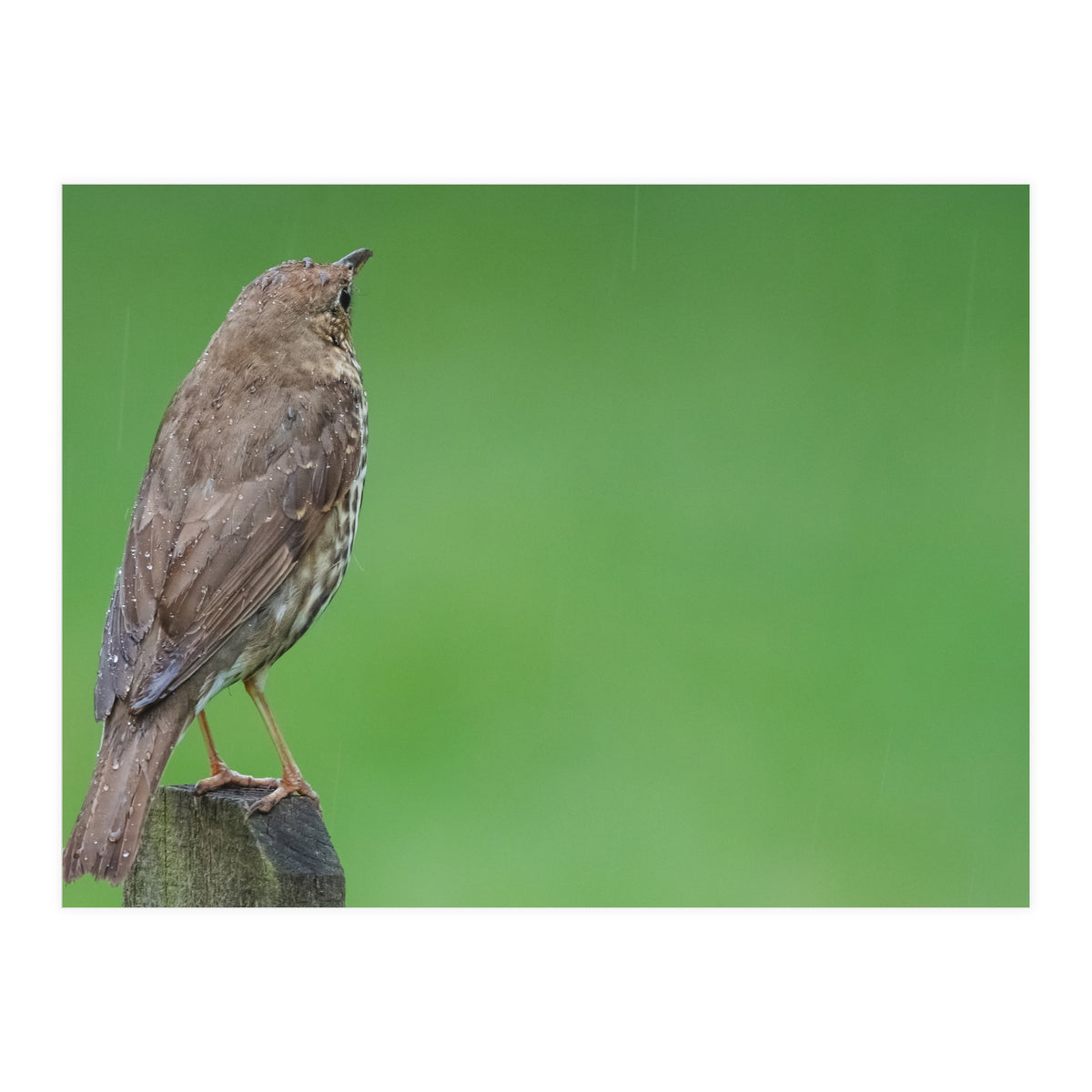 Watching the rain (Print Only)