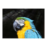 Parrot (Print Only) thumbnail