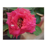 Blooming Red Rose (Print Only) thumbnail