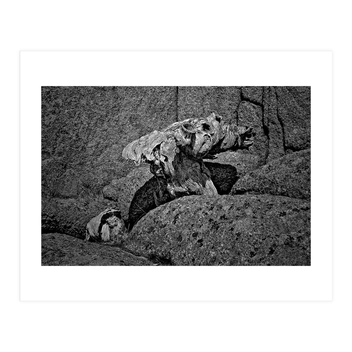 Drift wood (Print Only)