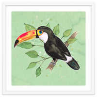 Toco toucan