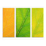 Autumn Leaves (Print Only) thumbnail