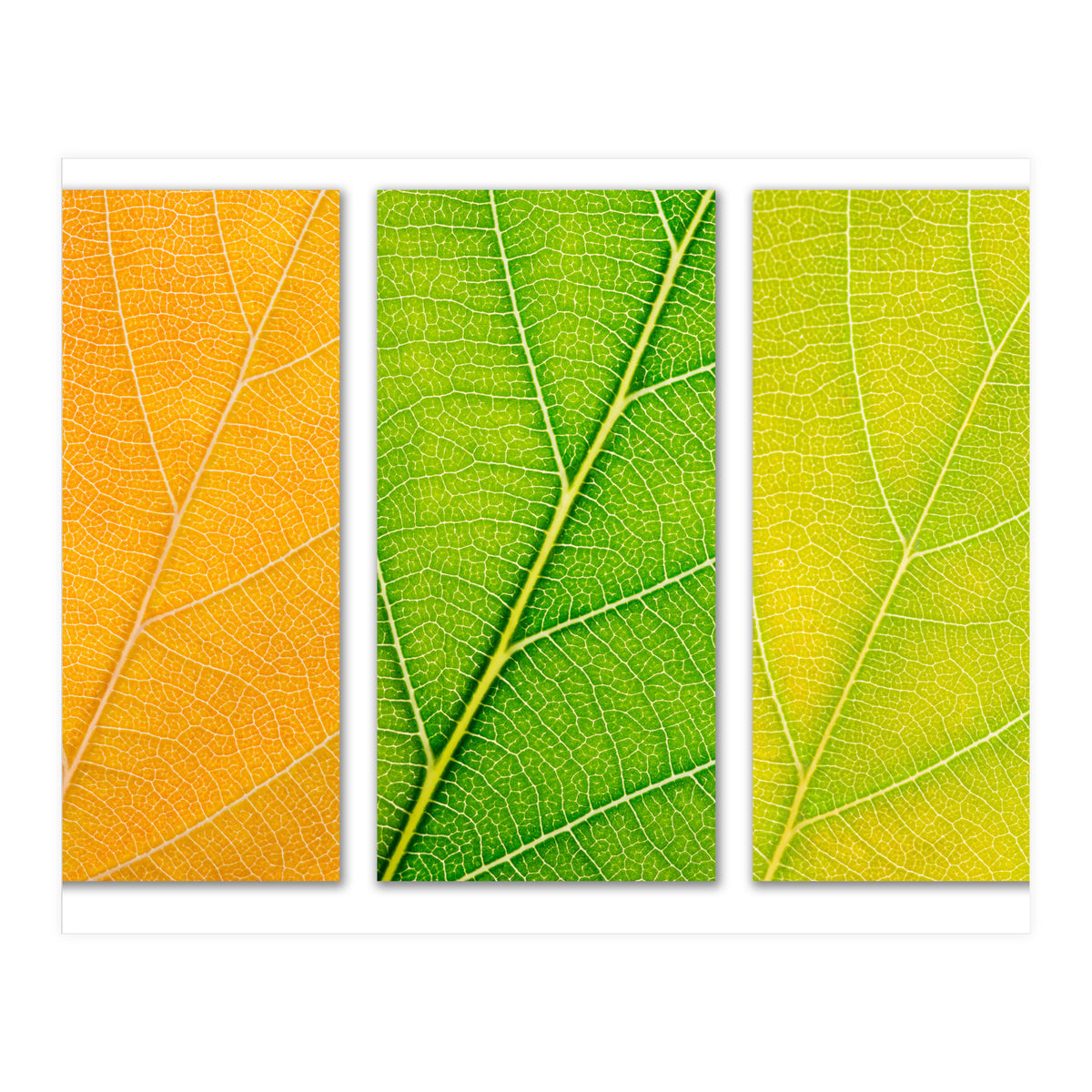 Autumn Leaves (Print Only)