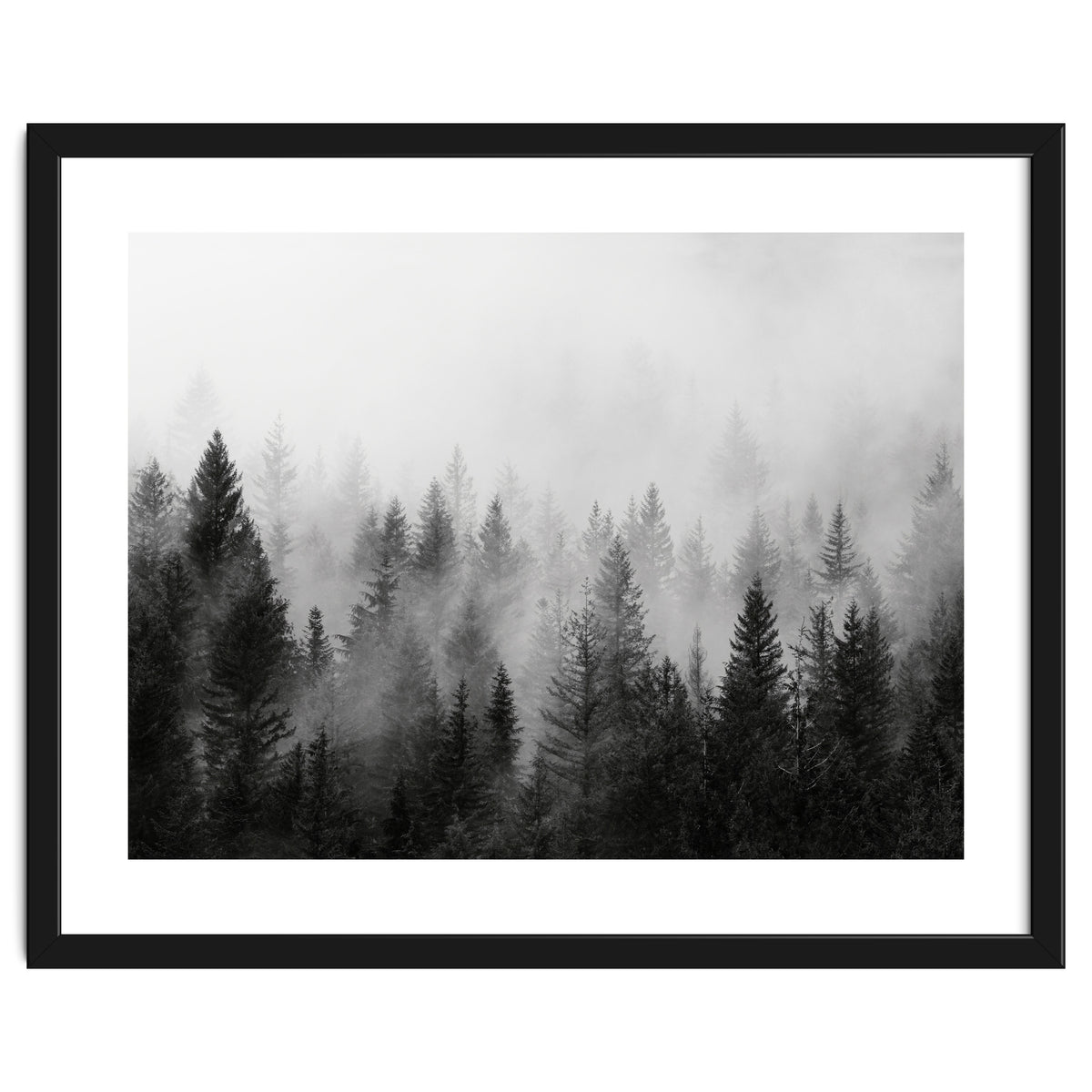 Black and White Forest