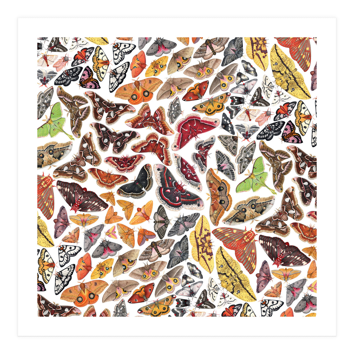 Saturniid Moths of North America Pattern (Print Only)