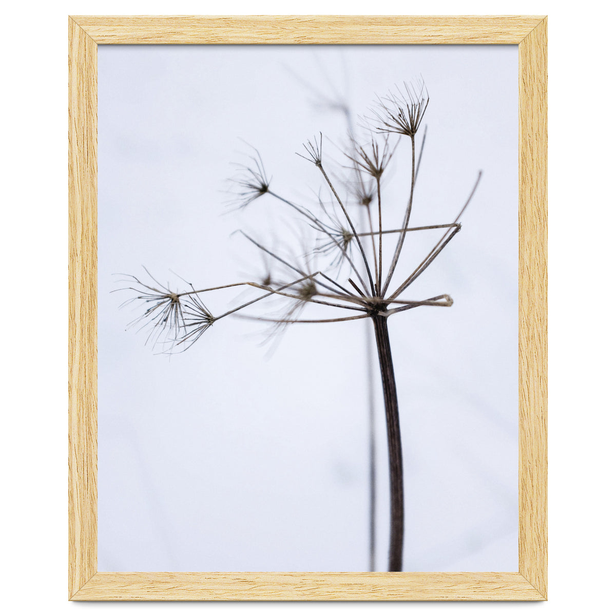 Wildflower in Winter