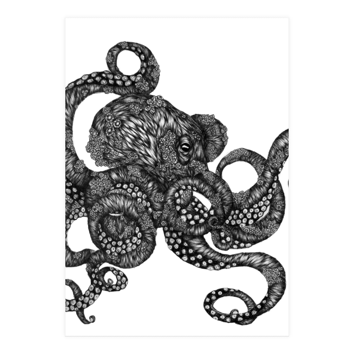 Barnacle Octopus (Print Only)