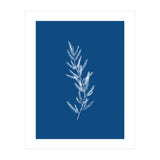 Blue Botanical II (Print Only) thumbnail