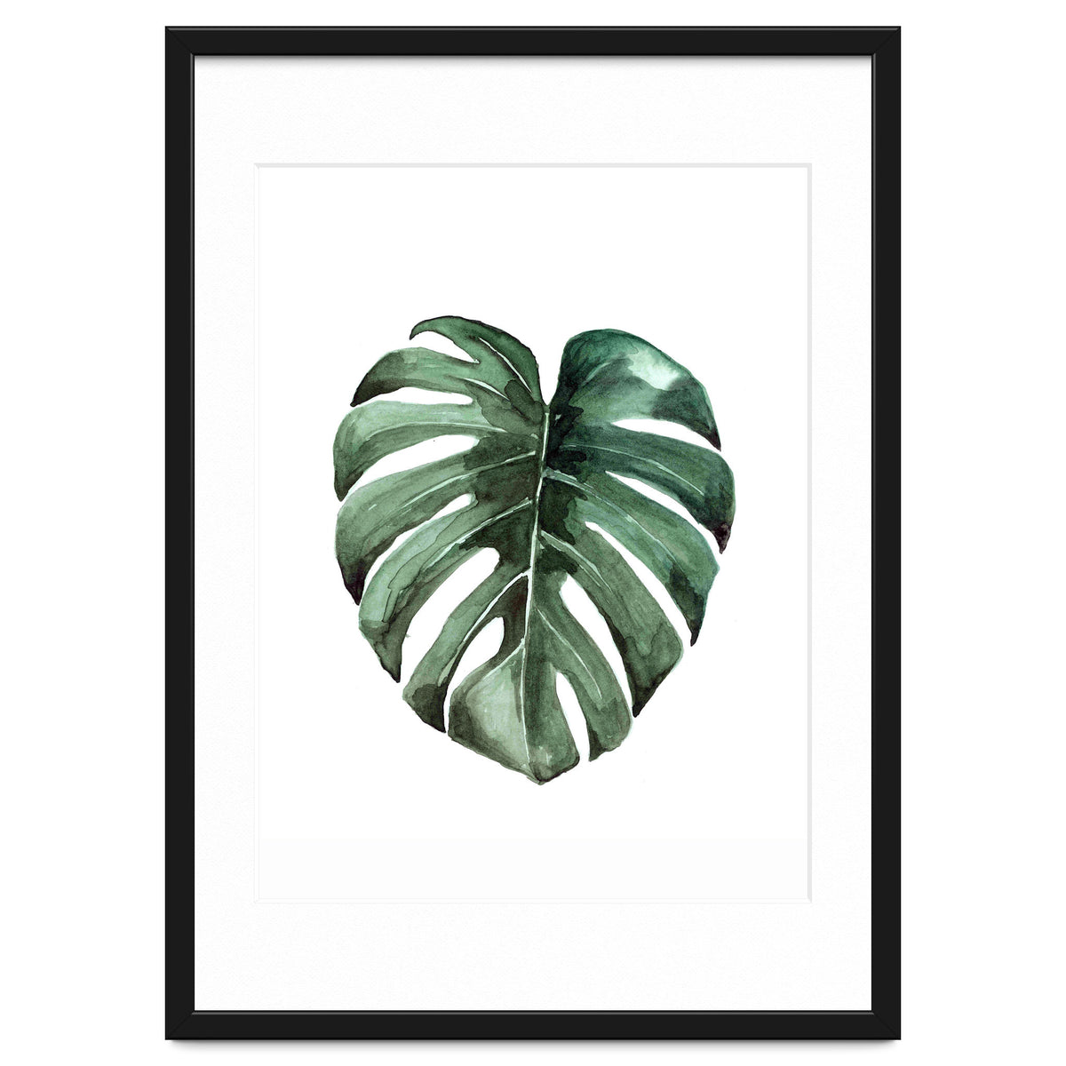 Botanical Illustration Monstera Deliciosa