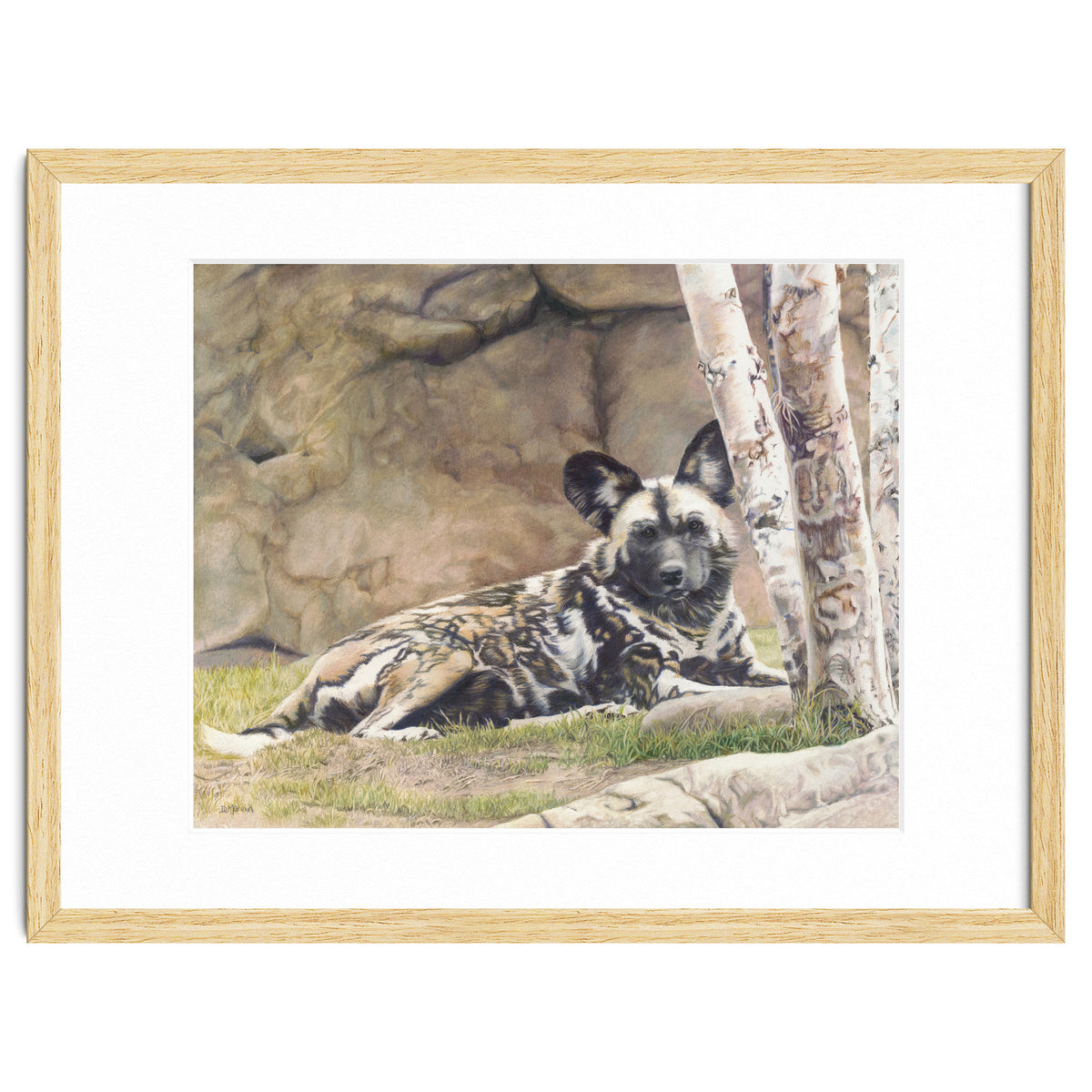 Afican Painted Dog IV - Imara