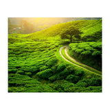 Nature (Print Only) thumbnail