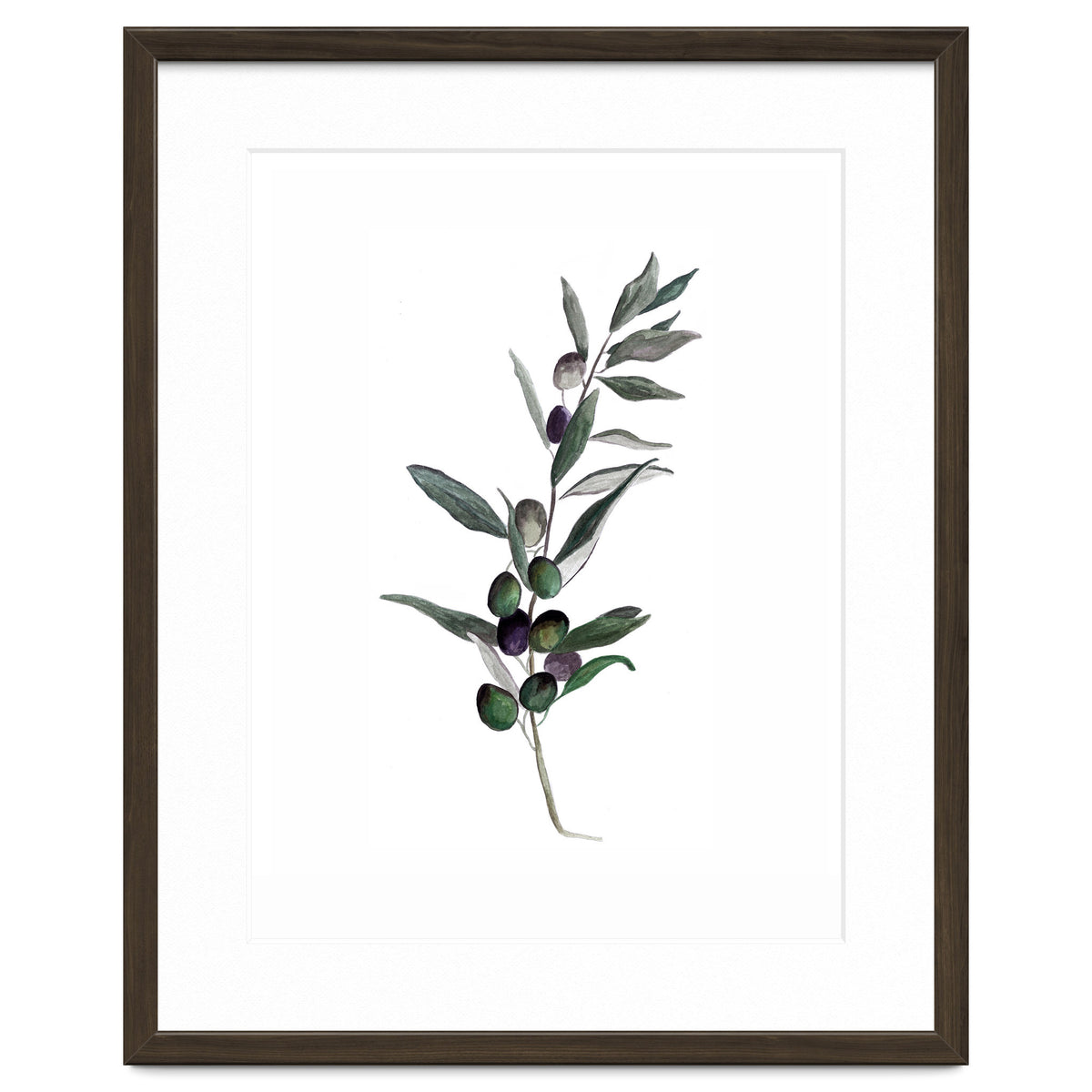 Botanical Illustration Olive