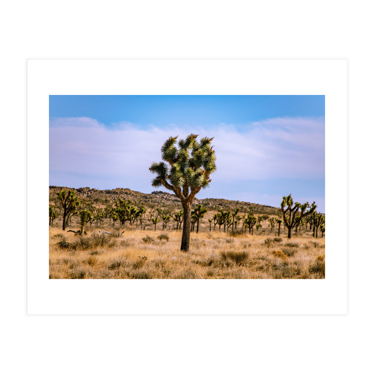 Joshua Tree (Print Only)