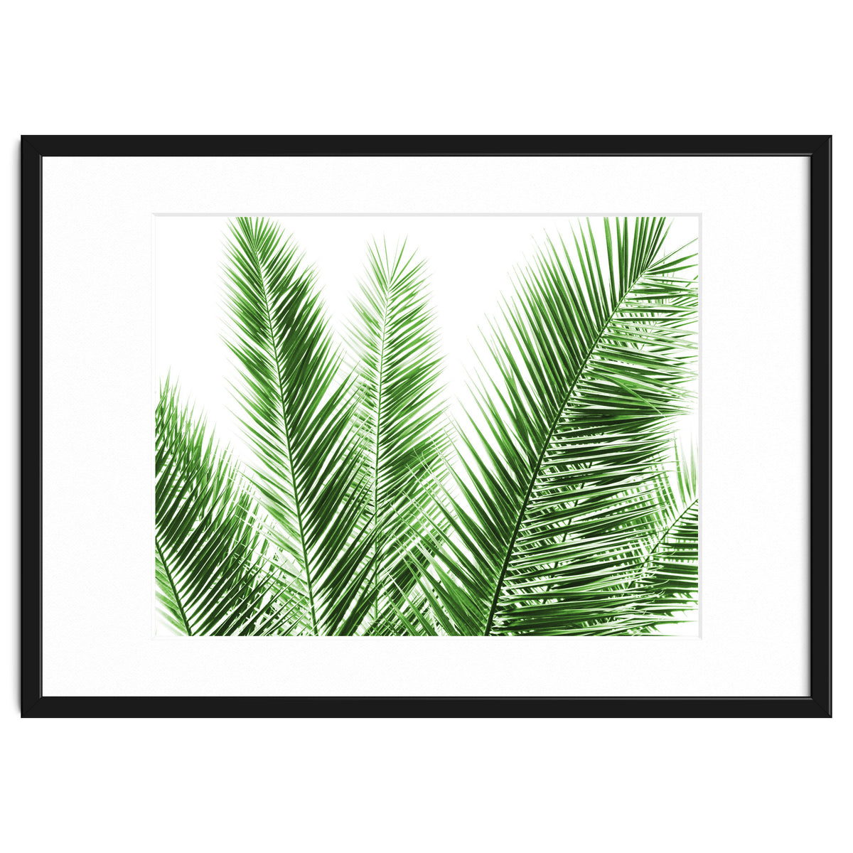 Palm Leaves
