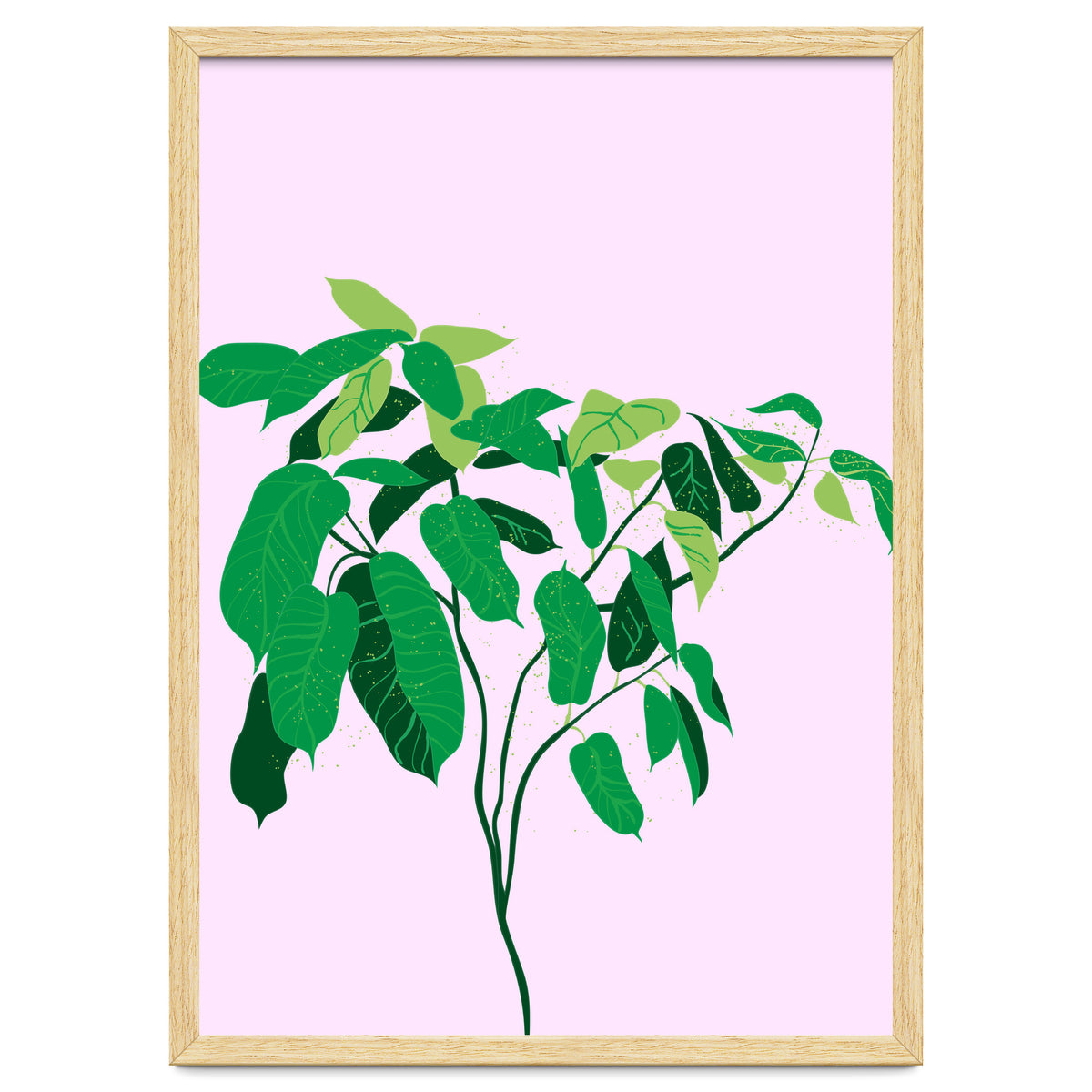Ficus on Pink Background