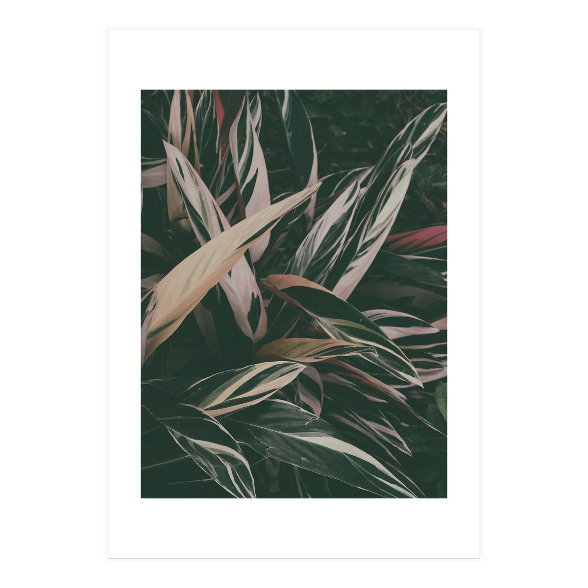 MARANTA LEAVES (Print Only)