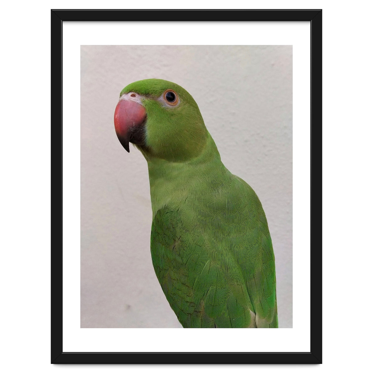 Cute Indian Parakeet