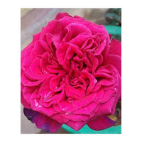 Beautiful Fragrant Rose (Print Only)
