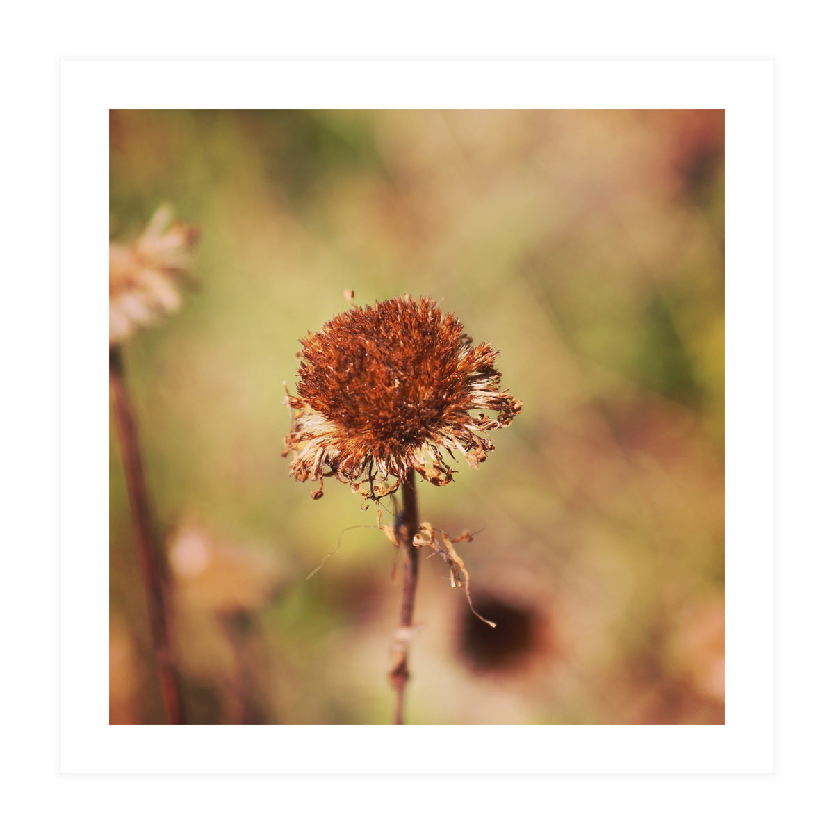 dried daisy (Print Only)