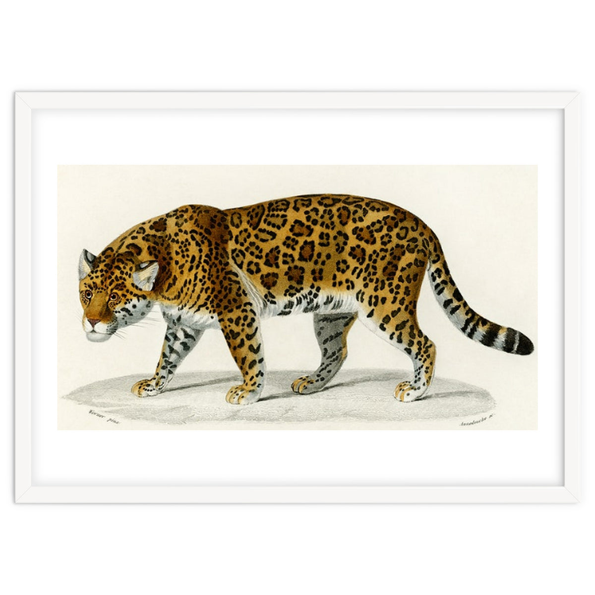 Jaguar (Panthera Onca) illustrated