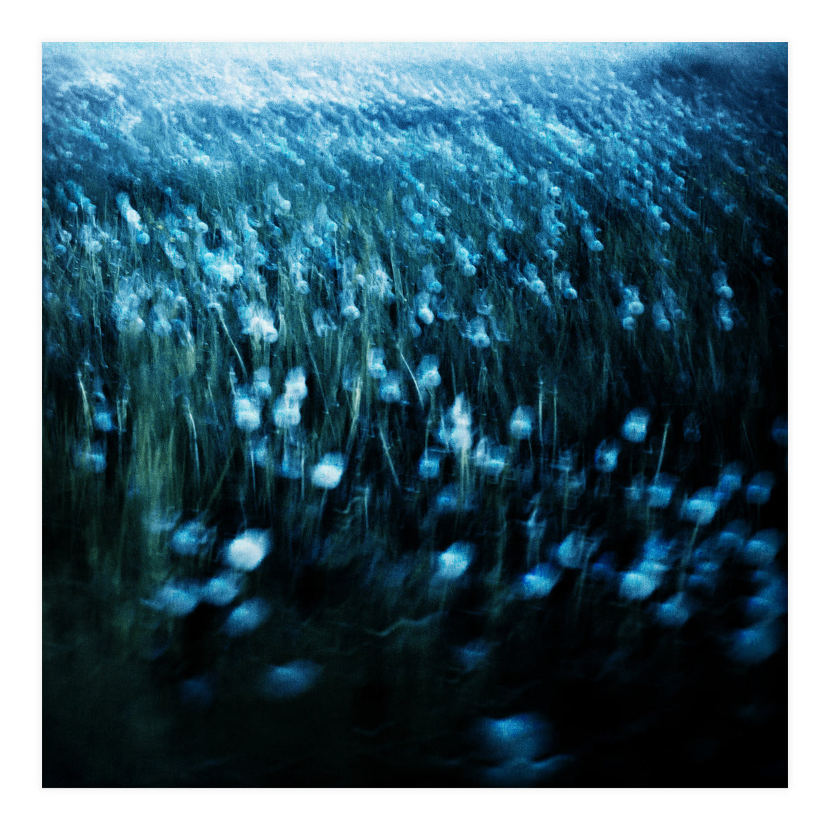 dandelion meadow (Print Only)