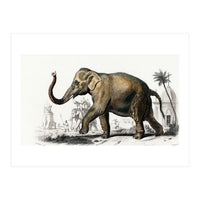 Asiatic elephant indicus illustrated (Print Only)
