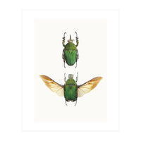 Cc Insects 02 (Print Only)