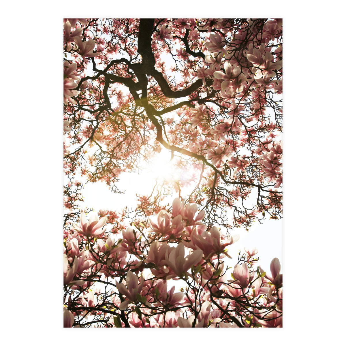 Magnolia tree (Print Only)