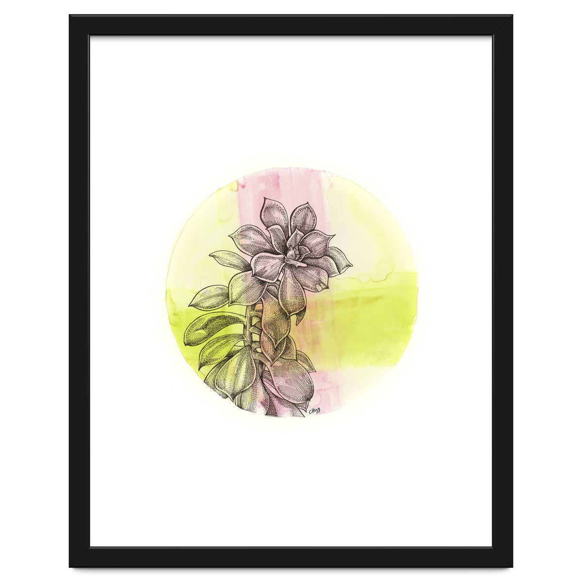 Succulent On Pink And Green