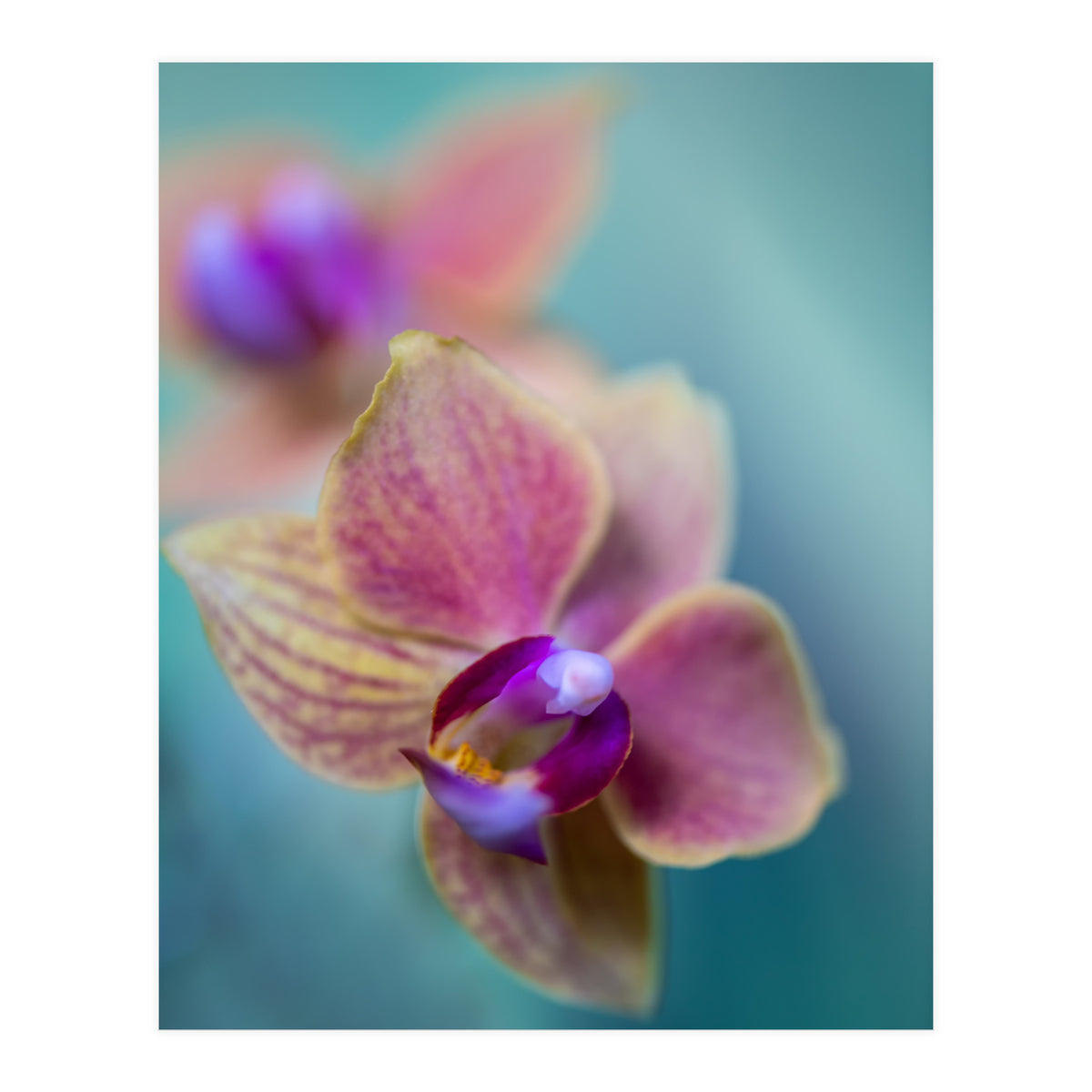 Orchidee (Print Only)