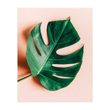 Monstera Shadow (Print Only) thumbnail