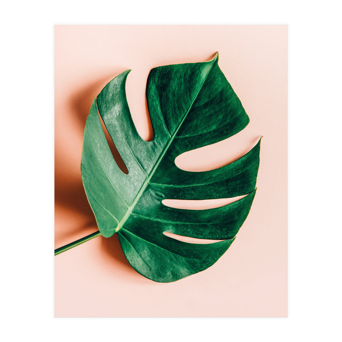 Monstera Shadow (Print Only)