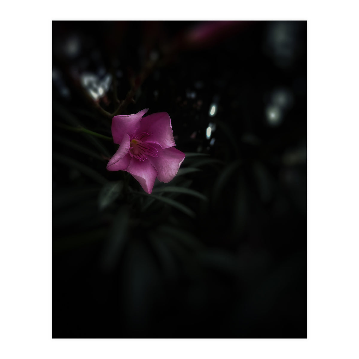 Pinky Flora (Print Only)