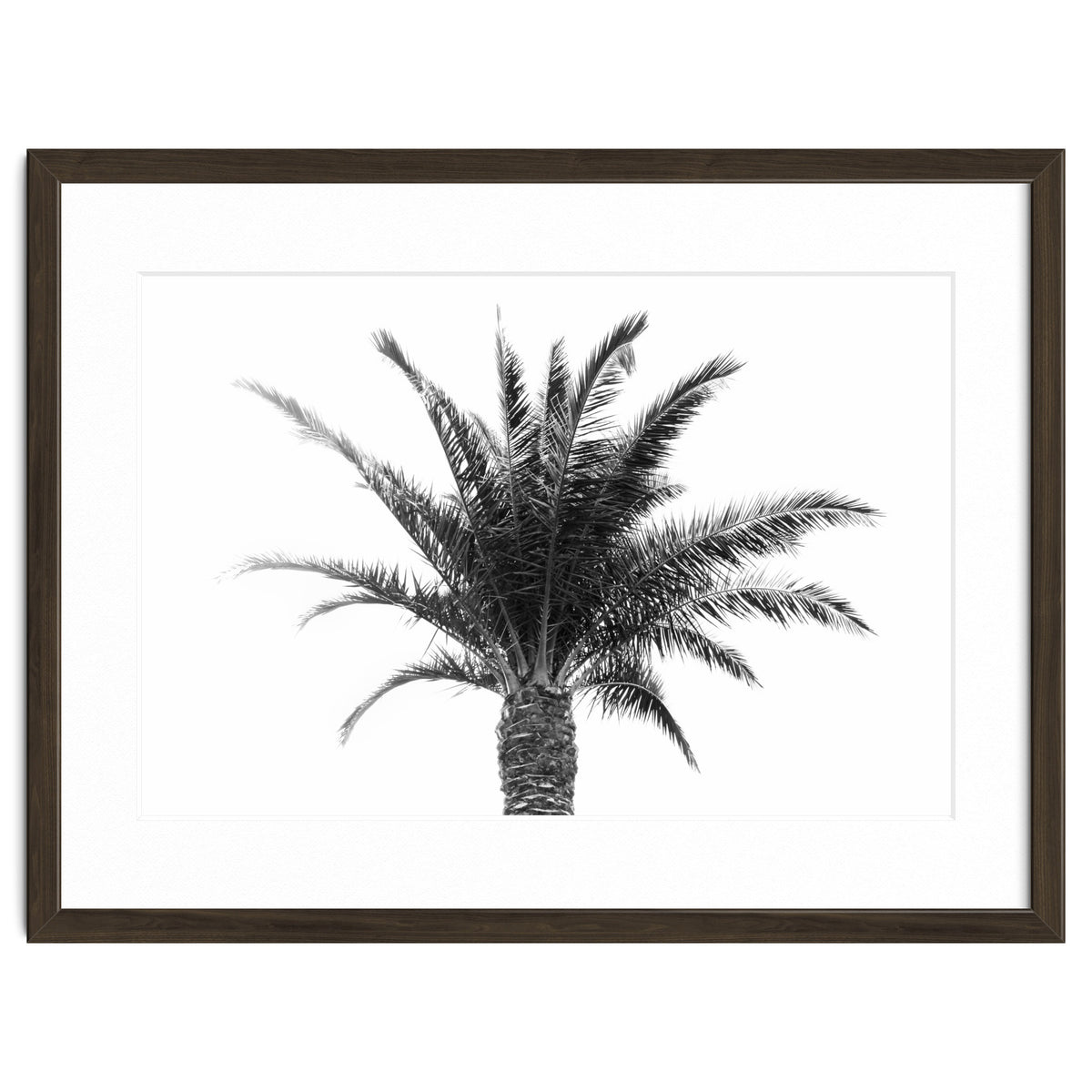 Palm Tree