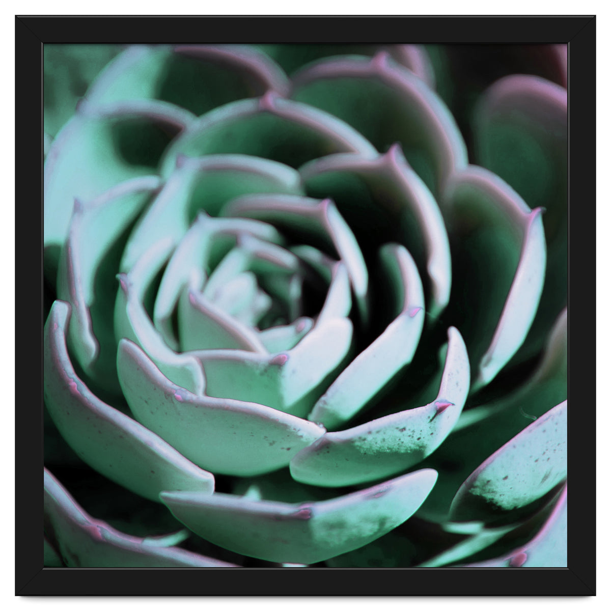 DARKSIDE OF SUCCULENTS III-A