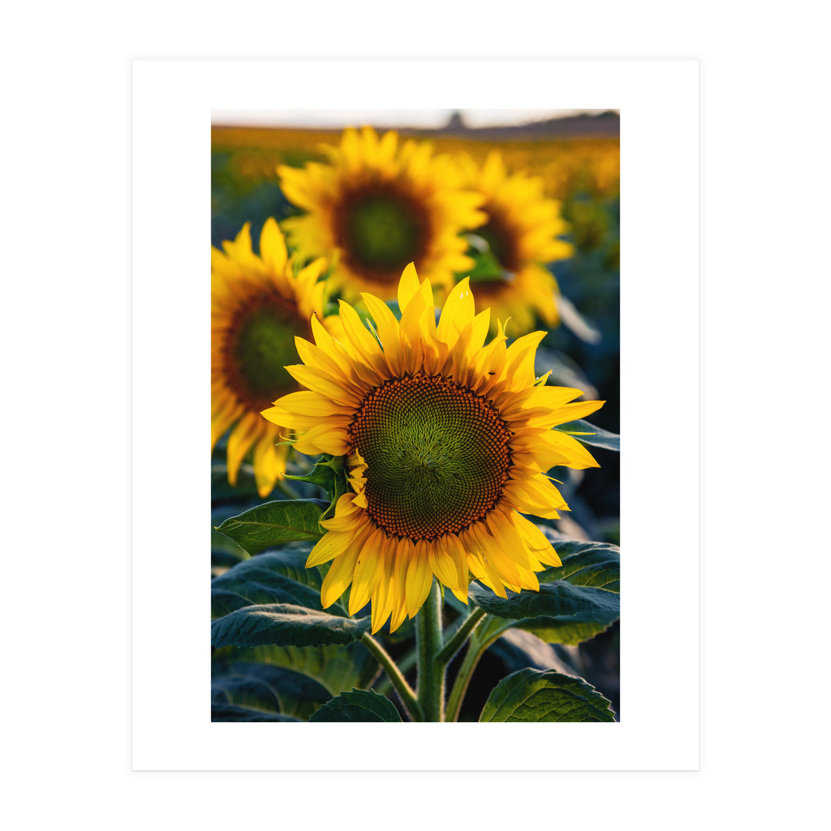 Summerflower (Print Only)