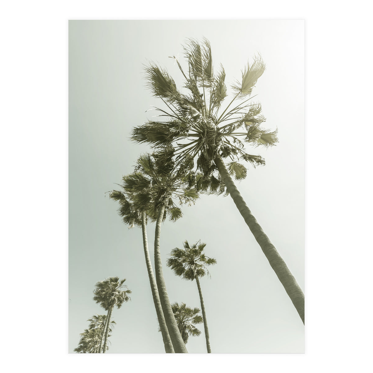 Vintage Palm Trees  (Print Only)