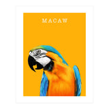 Macaw (Print Only) thumbnail