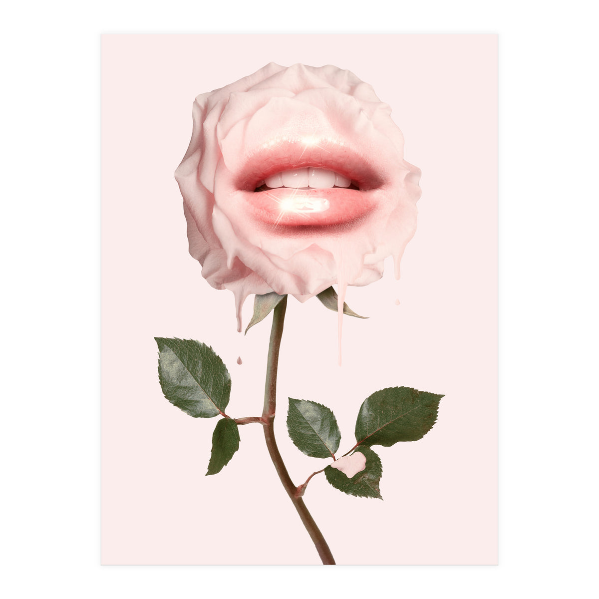 Glossy Rose (Print Only)