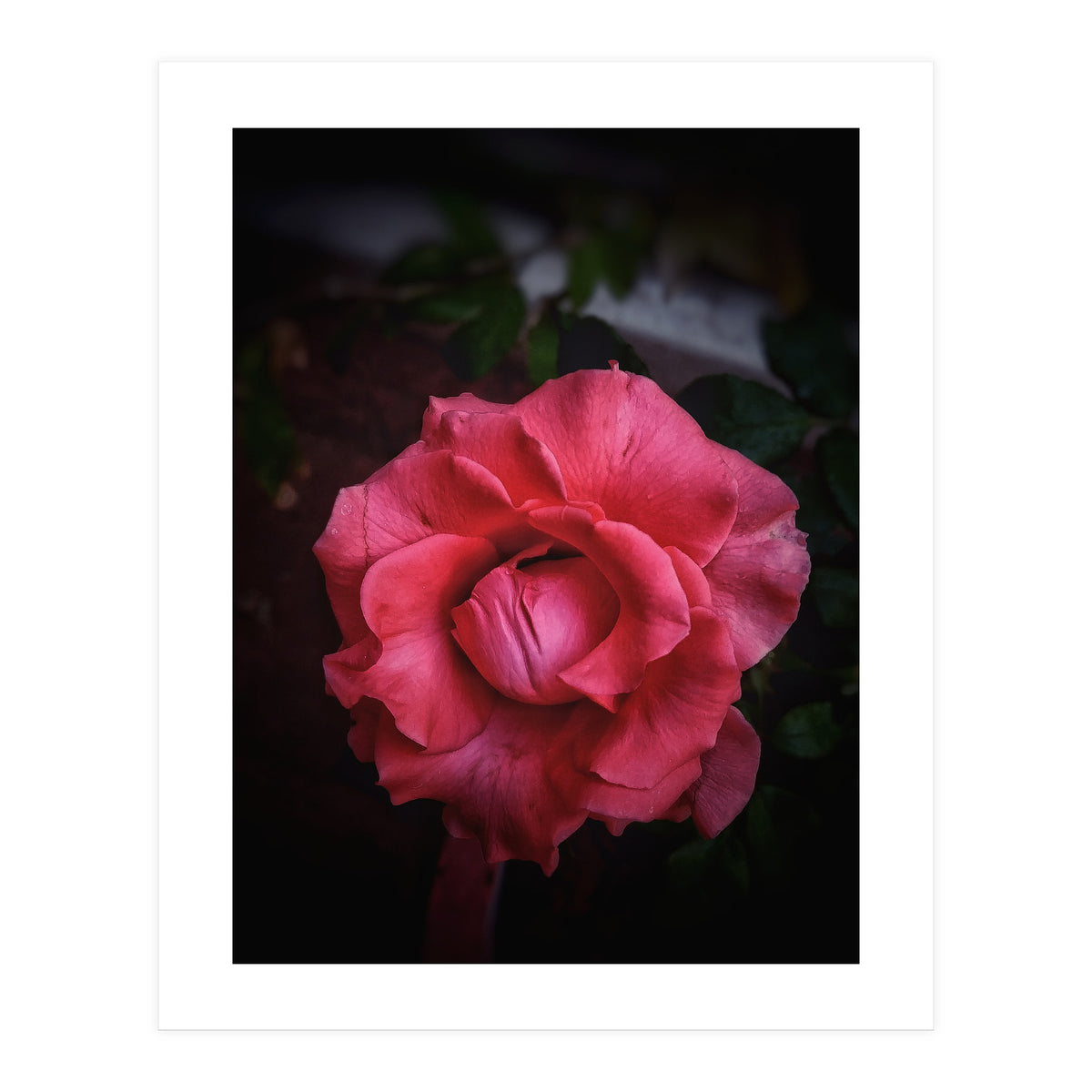 Red-Orange Rose (Print Only)
