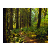 Old Growth Forest (Print Only)