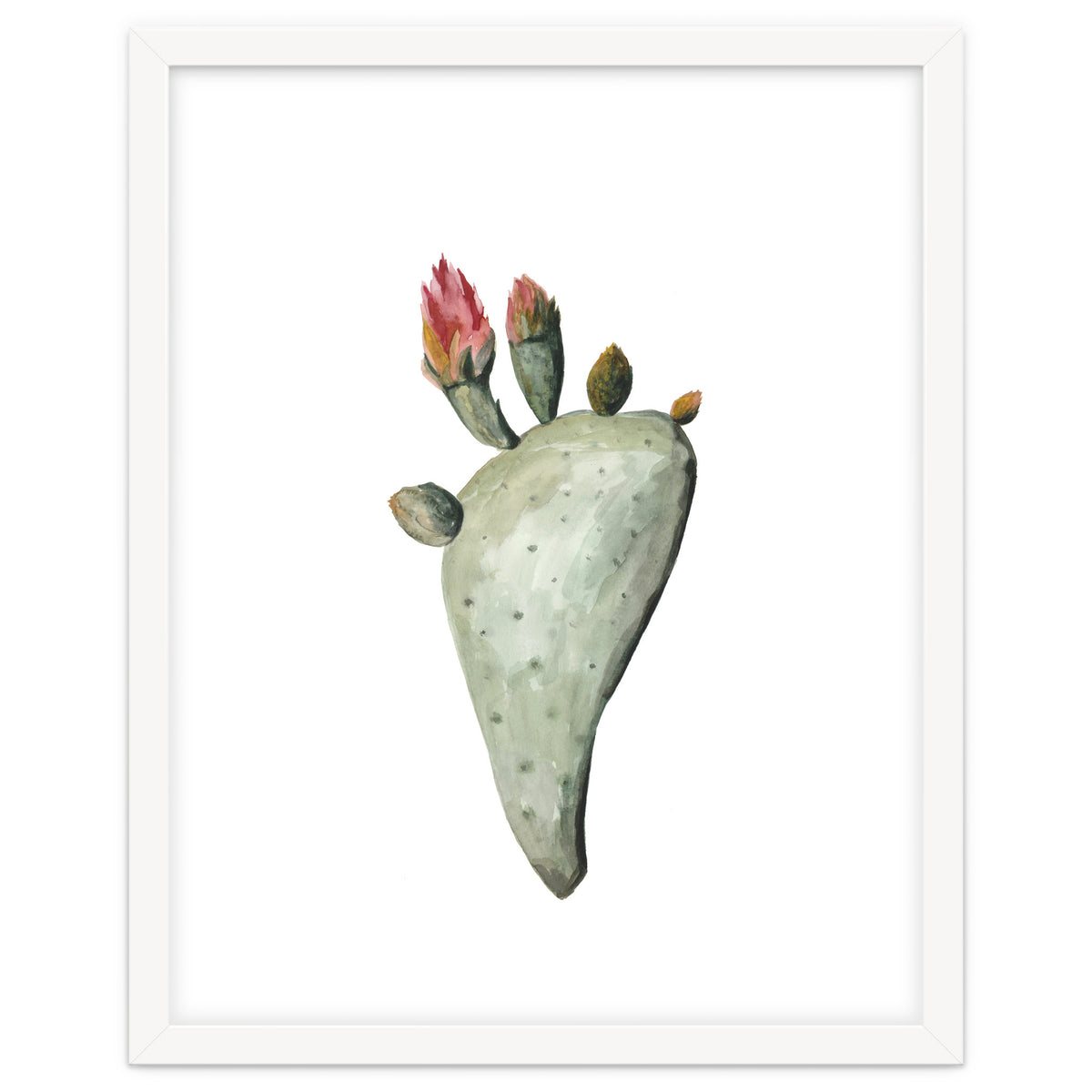 Botanical Illustration Cactus Flowers