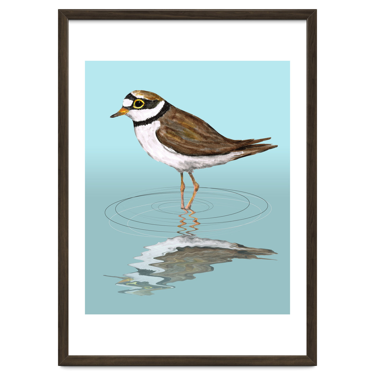 Little ringed  plover