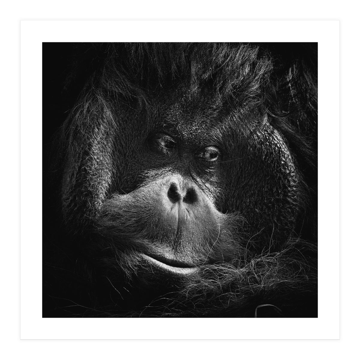 Orang-Utang (Print Only)