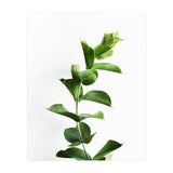 Eucalyptus (Print Only) thumbnail