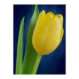 Tulip (Print Only) thumbnail